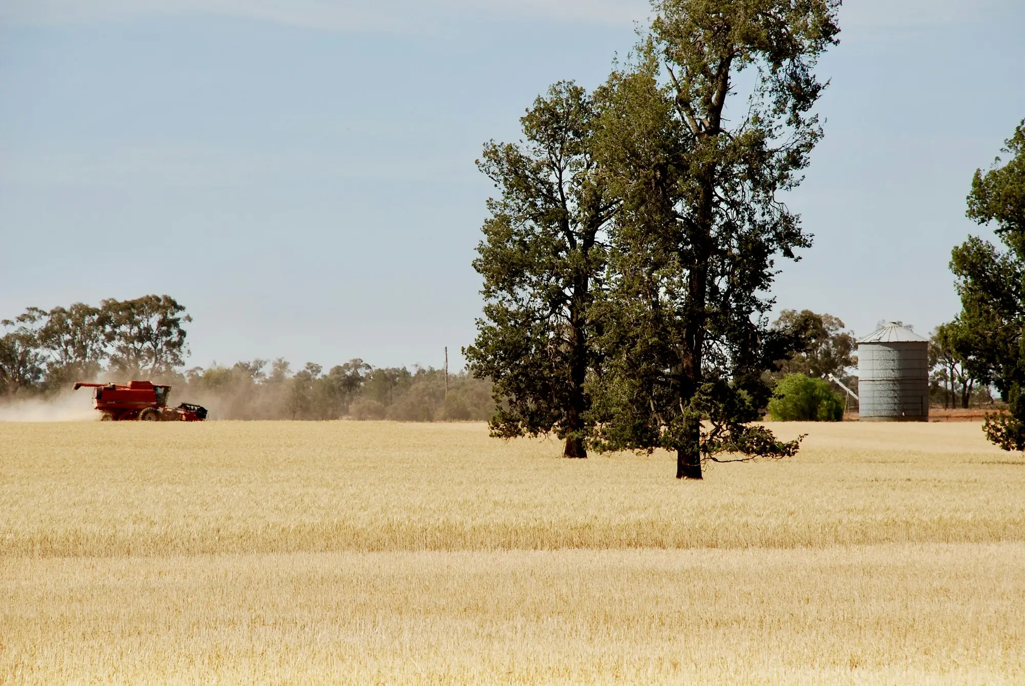 Wheat paddock with a silo and a header working in the distance on a rural Australian property